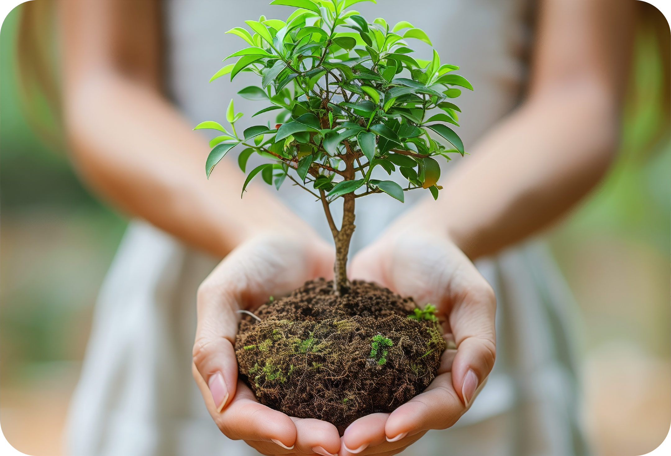 Hands holding a small plant sapling